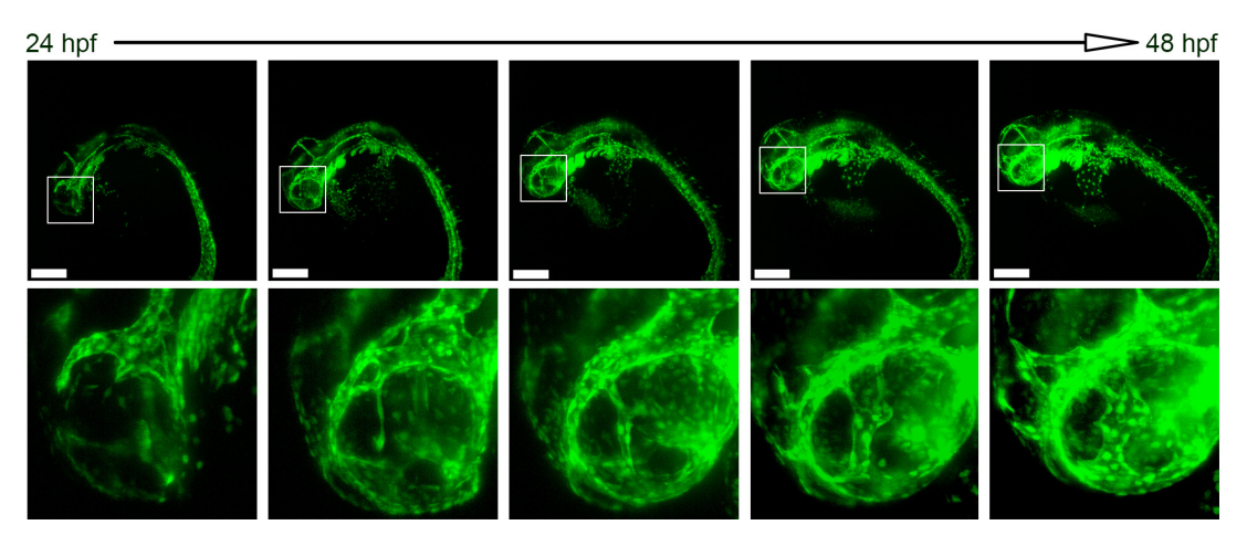 斑马鱼胚胎长时间成像-2.png