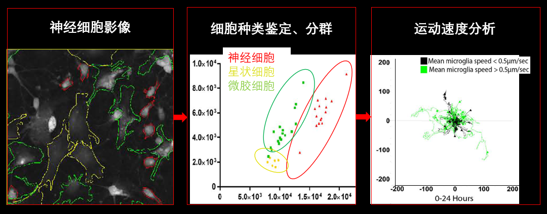 1、无标记神经细胞共培养.png