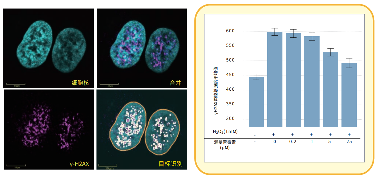 应用3 y-H2AX焦点形成.png