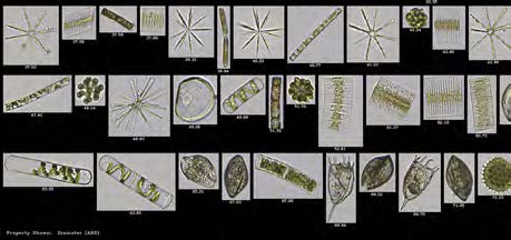 海洋和淡水研究-淡水浮游生物.jpg