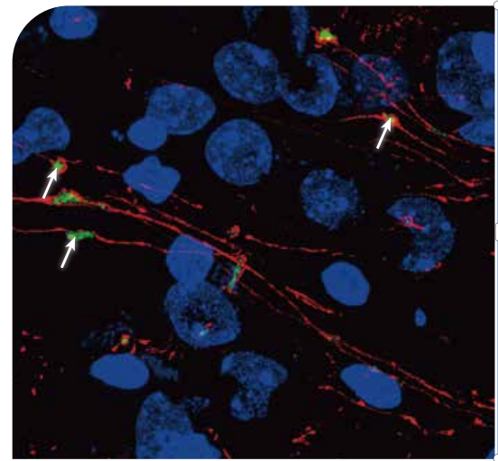 神经科学应用.png 神经科学应用.png