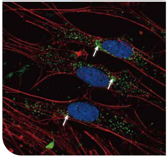 细胞生物学应用.png 细胞生物学应用.png